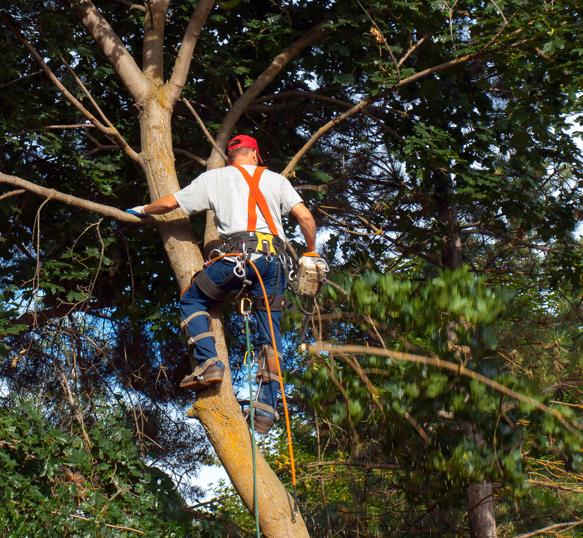 Photo of a man trimming a tree