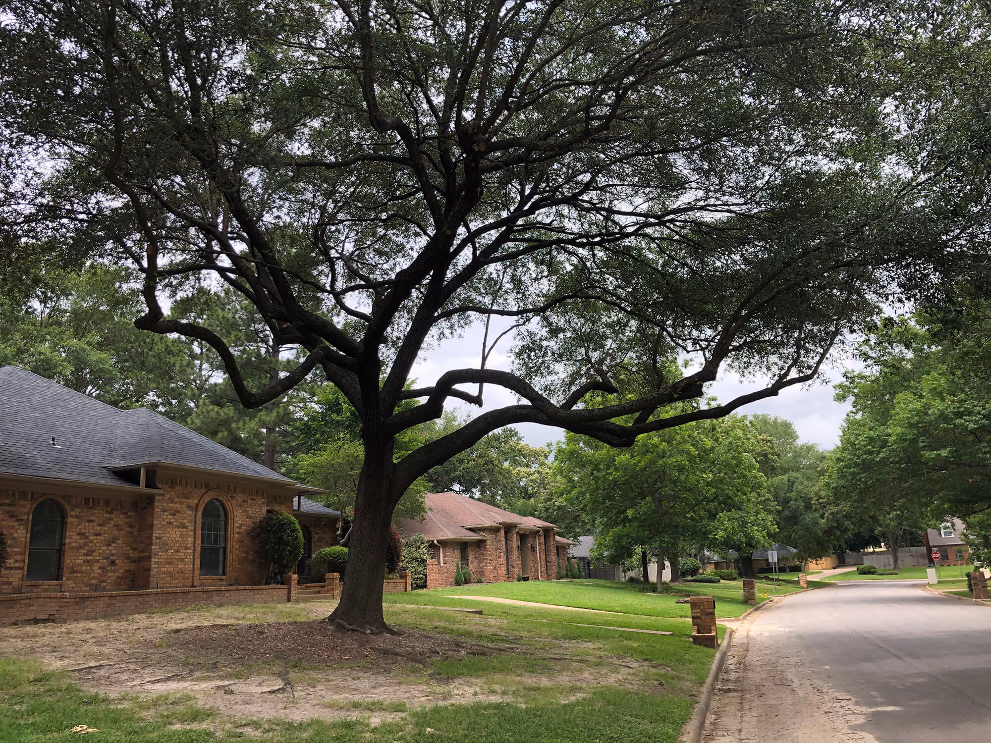 Photo of a big, well-trimming old tree