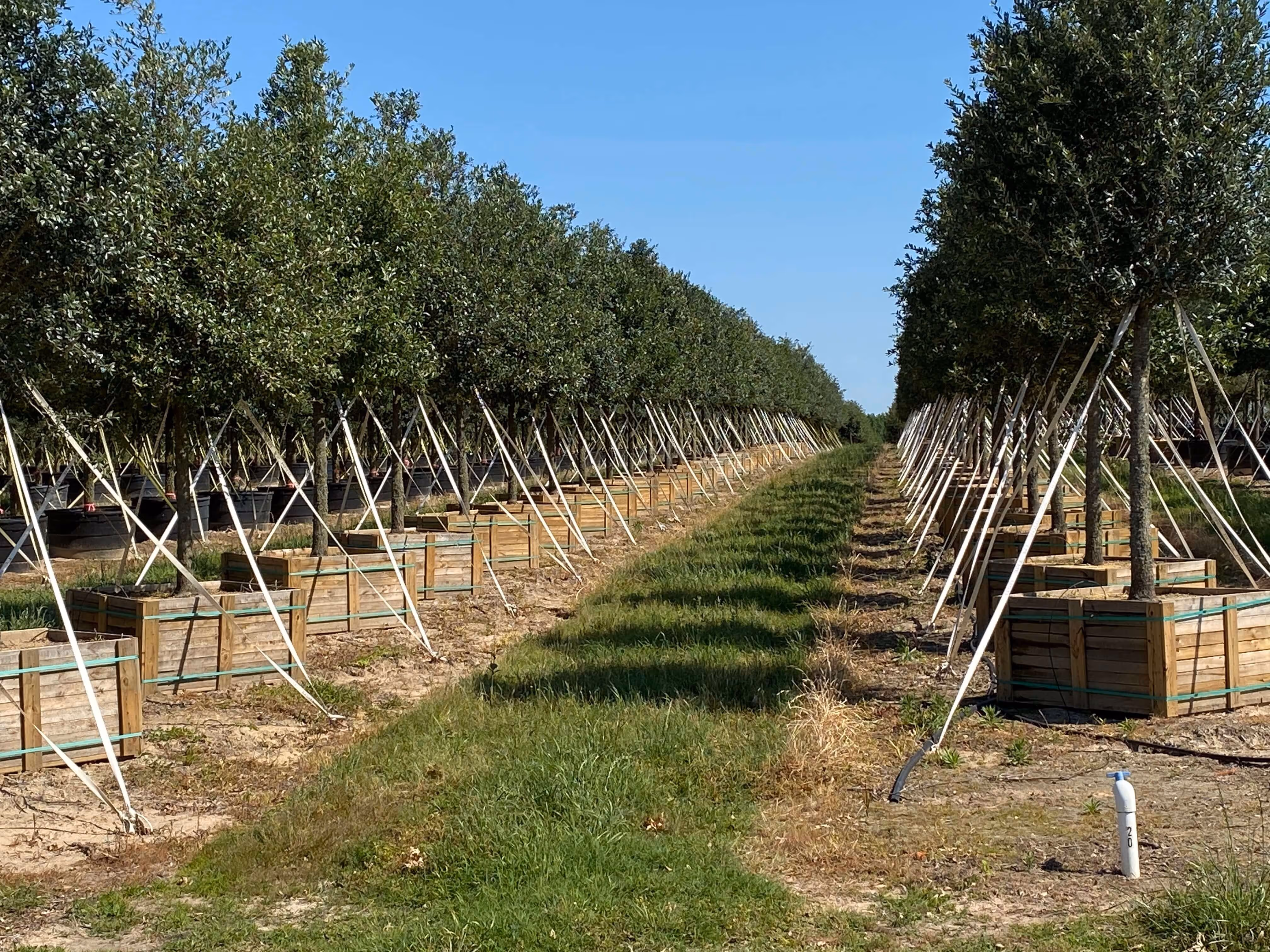 Photo of beautiful young trees in a row