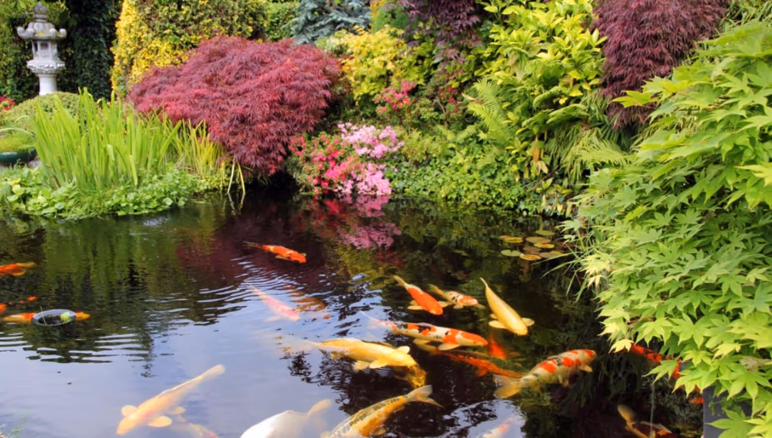 Photo of a peaceful koi pond with lush landscaping surrounding it